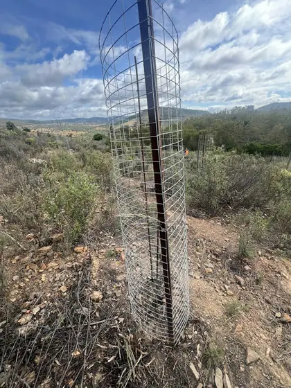 Detalle del protector de malla metálica instalado sobre plantación forestal. Con criterios de restauración y protección ambiental.